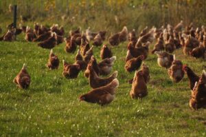 What are cage-free eggs?