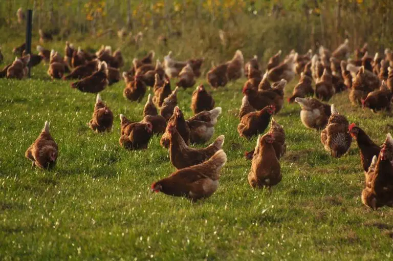What are cage-free eggs?