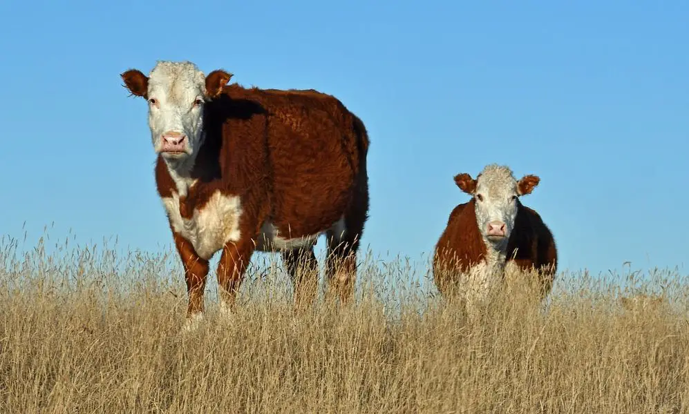 Caring for a miniature cattle (Hereford)