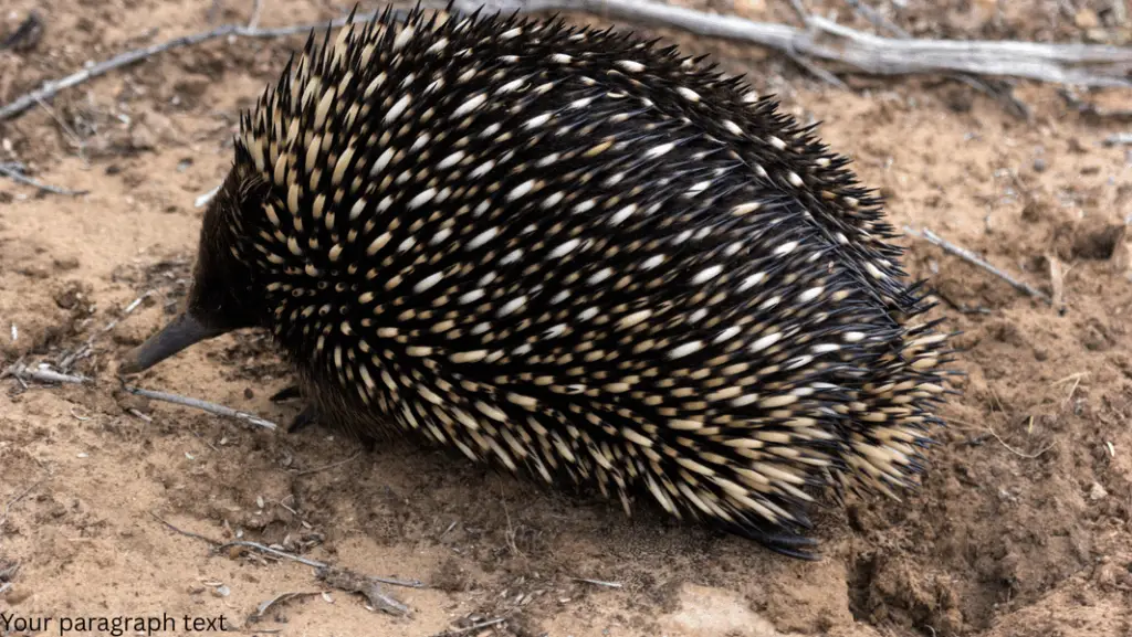 What Mammals Lay Eggs? (Echidna)