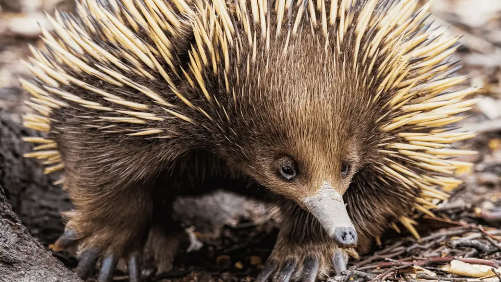 What Mammals Lay Eggs? (Echidna)