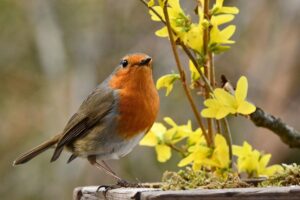 When Do Robins Lay Eggs?