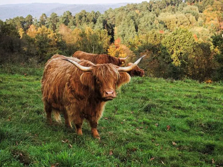 Caring for a miniature cattle