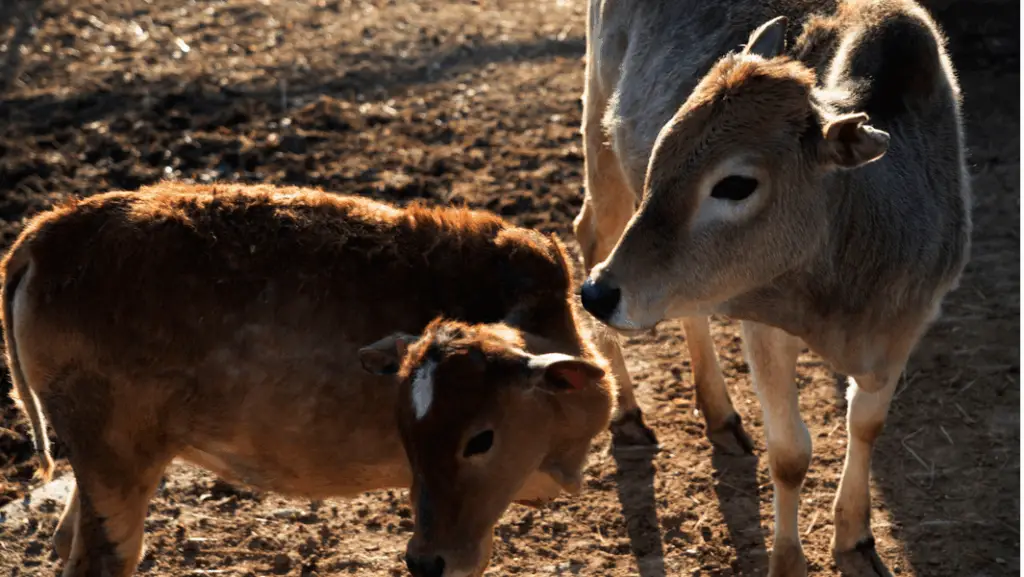 Caring for a miniature cattle (Miniature Zebu)