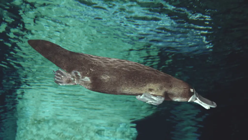 What Mammals Lay Eggs? (Platypus(