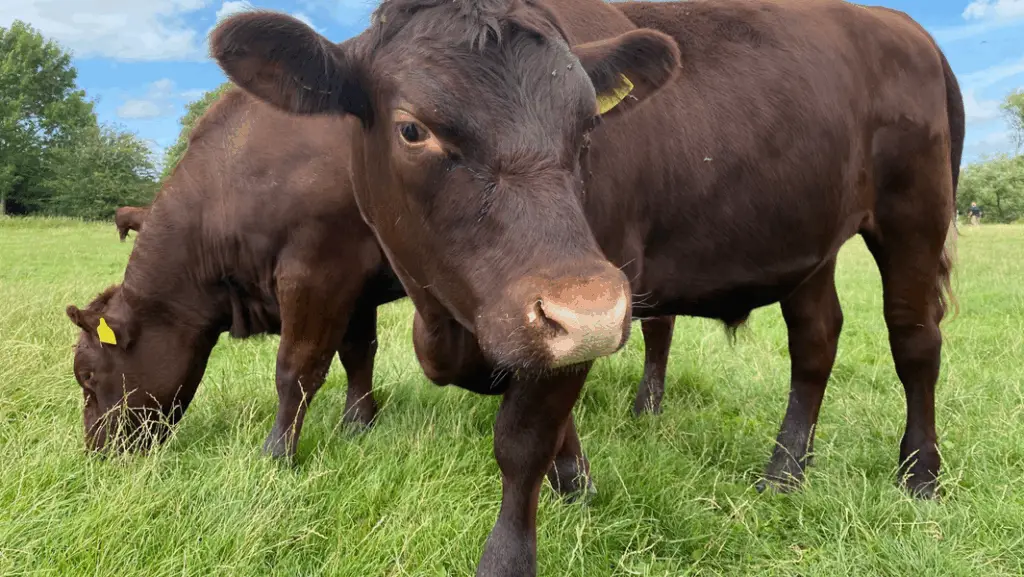 Caring for a miniature cattle (Red Poll Cattle)