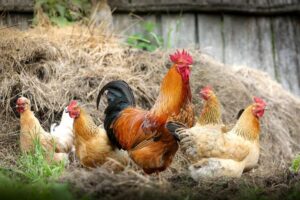 Will Hens Lay Eggs Without a Rooster?