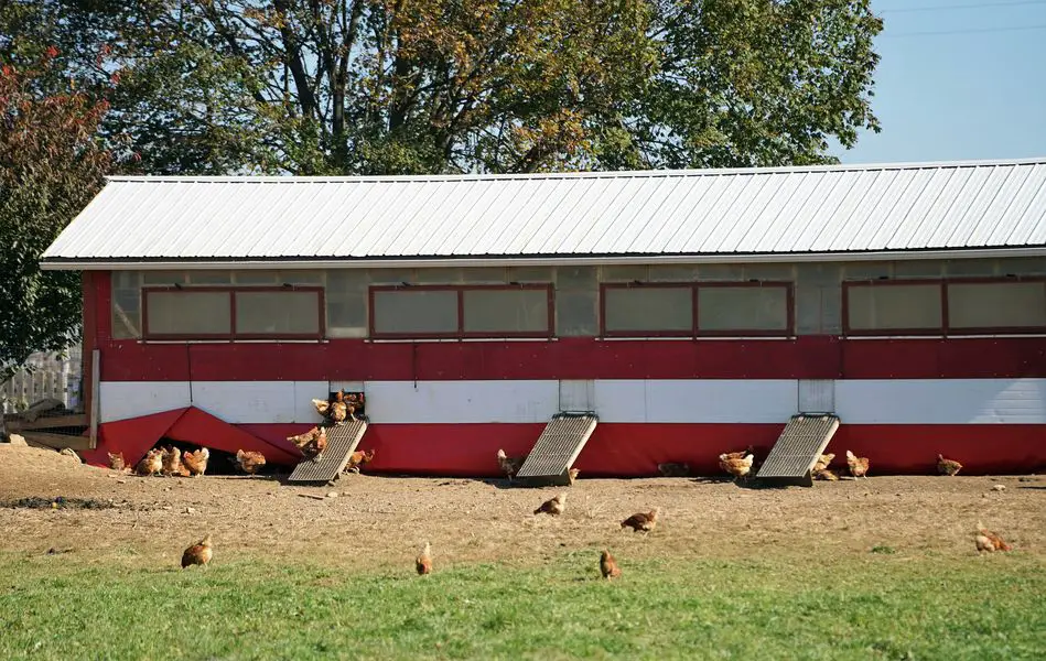 What are cage-free egg?