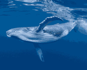 Why whales are going silent