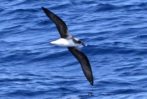 Desertas Petrel