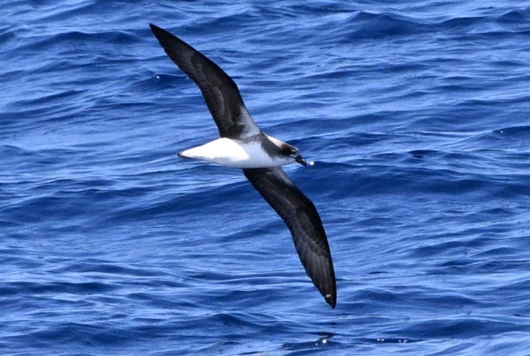 Desertas Petrel