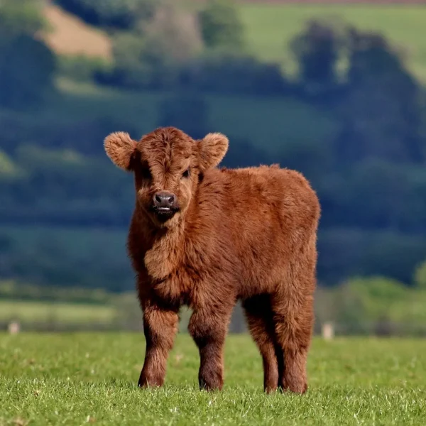 Highlands calf