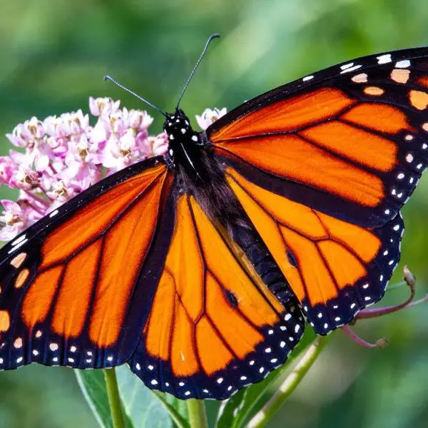 Monarch butterfly is the only insect in the endangered species list