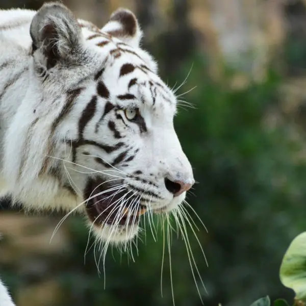 Tigers conservation goals