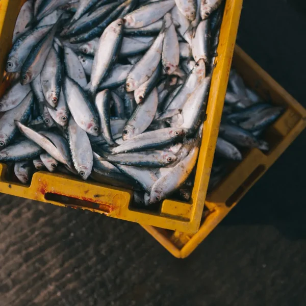 Aquaculture or Fish Farming