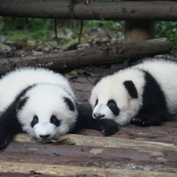 Young panda cubs are targets for predators